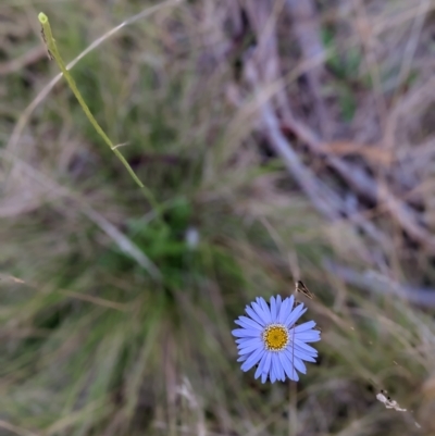 Brachyscome spathulata (Coarse Daisy, Spoon-leaved Daisy) at The Tops at Nurenmerenmong - 21 Mar 2023 by Marchien