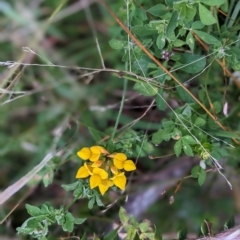 Lotus sp. (Trefoil) at Nurenmerenmong, NSW - 15 Mar 2023 by Marchien