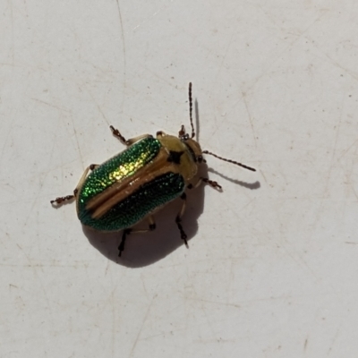 Calomela bartoni (Acacia Leaf Beetle) at The Tops at Nurenmerenmong - 14 Mar 2023 by Marchien