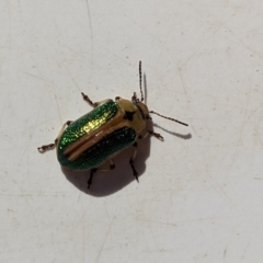 Calomela bartoni (Acacia Leaf Beetle) at Nurenmerenmong, NSW - 14 Mar 2023 by Marchien