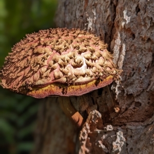 Boletellus emodensis at Beecroft Peninsula, NSW - 9 Apr 2023