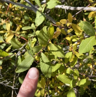 Salix cinerea (Pussy Willow, Common Sallow) at Namadgi National Park - 24 Apr 2023 by nathkay