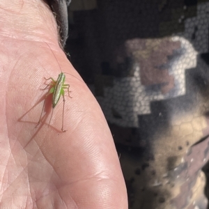 Conocephalus semivittatus at Cotter River, ACT - 24 Apr 2023