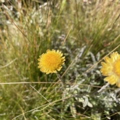 Coronidium monticola (Mountain Button Everlasting) at Cotter River, ACT - 24 Apr 2023 by nathkay