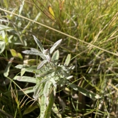 Coronidium monticola at Cotter River, ACT - 24 Apr 2023