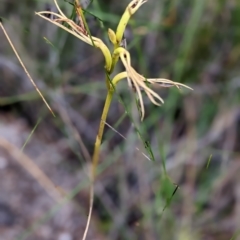 Lyperanthus suaveolens (Brown Beaks) at Currarong, NSW - 9 Apr 2023 by Marchien