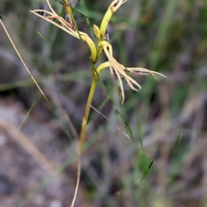 Lyperanthus suaveolens at Currarong, NSW - suppressed