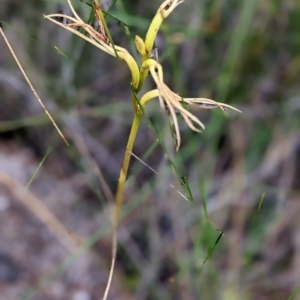 Lyperanthus suaveolens at Currarong, NSW - 9 Apr 2023