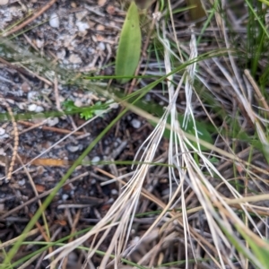 Lyperanthus suaveolens at Currarong, NSW - suppressed