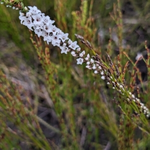 Epacris microphylla at Beecroft Peninsula, NSW - 9 Apr 2023