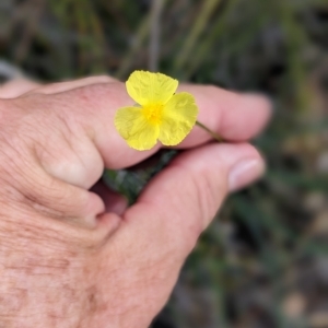 Xyris sp. at Beecroft Peninsula, NSW - 9 Apr 2023 11:41 AM