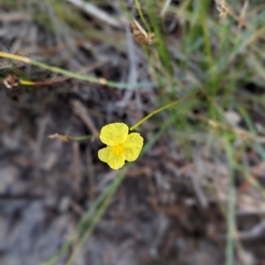 Xyris sp. at Beecroft Peninsula, NSW - 9 Apr 2023 11:41 AM