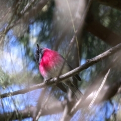 Petroica rosea (Rose Robin) at Jerrabomberra Wetlands - 25 Apr 2023 by Reeni Roo