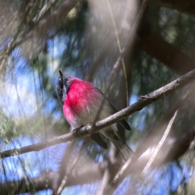 Petroica rosea (Rose Robin) at Kingston, ACT - 25 Apr 2023 by Reeni Roo