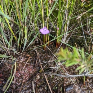 Utricularia dichotoma at Beecroft Peninsula, NSW - 9 Apr 2023 11:46 AM