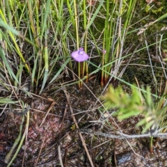Utricularia dichotoma (Fairy Aprons, Purple Bladderwort) at Beecroft Peninsula, NSW - 9 Apr 2023 by Marchien