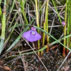 Utricularia dichotoma at Beecroft Peninsula, NSW - 9 Apr 2023 11:46 AM