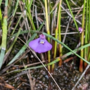 Utricularia dichotoma at Beecroft Peninsula, NSW - 9 Apr 2023 11:46 AM