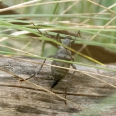 Boreoides subulatus (Wingless Soldier Fly) at Tidbinbilla Nature Reserve - 22 Apr 2023 by patrickcox