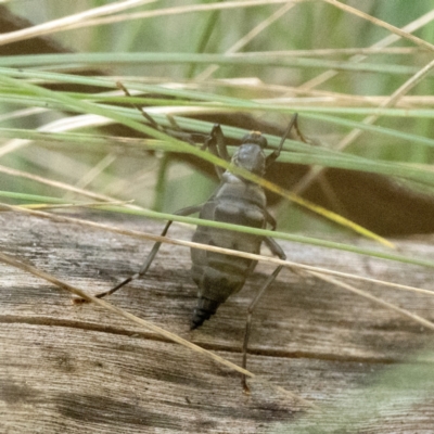 Boreoides subulatus (Wingless Soldier Fly) at Paddys River, ACT - 22 Apr 2023 by patrickcox
