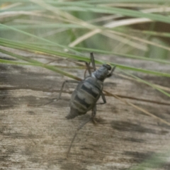 Boreoides subulatus at Paddys River, ACT - 22 Apr 2023