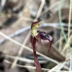 Chiloglottis reflexa (Short-clubbed Wasp Orchid) at Black Mountain - 24 Apr 2023 by dgb900