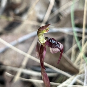 Chiloglottis reflexa at suppressed - 24 Apr 2023