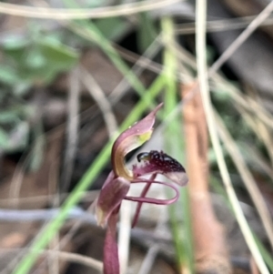 Chiloglottis reflexa at suppressed - 24 Apr 2023