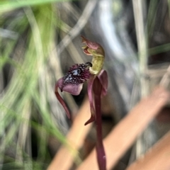 Chiloglottis reflexa at suppressed - 24 Apr 2023