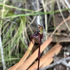 Chiloglottis reflexa at suppressed - 24 Apr 2023