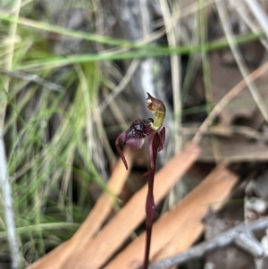 Chiloglottis reflexa at suppressed - suppressed