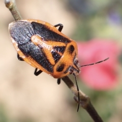 Agonoscelis rutila (Horehound bug) at Murrumbateman, NSW - 25 Apr 2023 by SimoneC