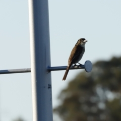 Cracticus torquatus (Grey Butcherbird) at Coombs, ACT - 25 Apr 2023 by JimL