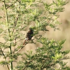 Cracticus torquatus at Coombs, ACT - 25 Apr 2023