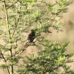 Cracticus torquatus at Coombs, ACT - 25 Apr 2023