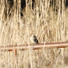 Cracticus torquatus at Coombs, ACT - 25 Apr 2023