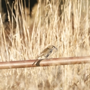 Cracticus torquatus at Coombs, ACT - 25 Apr 2023