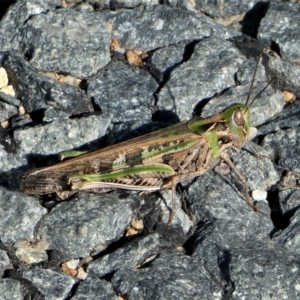 Chortoicetes terminifera at Tennent, ACT - 25 Apr 2023