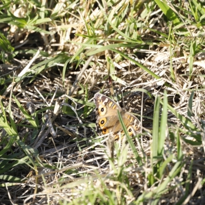 Junonia villida (Meadow Argus) at Coombs, ACT - 25 Apr 2023 by JimL