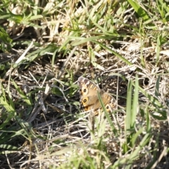 Junonia villida (Meadow Argus) at Coombs, ACT - 25 Apr 2023 by JimL