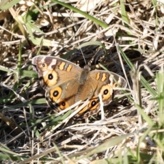 Junonia villida at Coombs, ACT - 25 Apr 2023 03:38 PM