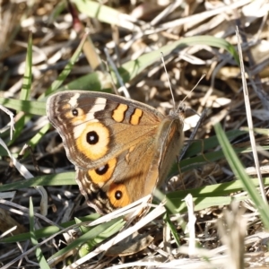 Junonia villida at Coombs, ACT - 25 Apr 2023 03:38 PM