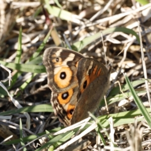 Junonia villida at Coombs, ACT - 25 Apr 2023 03:38 PM