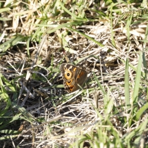 Junonia villida at Coombs, ACT - 25 Apr 2023 03:38 PM