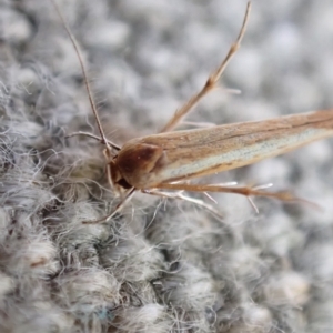 Stathmopodidae (family) at Murrumbateman, NSW - 25 Apr 2023 03:36 PM