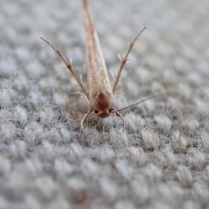 Stathmopodidae (family) at Murrumbateman, NSW - 25 Apr 2023 03:36 PM