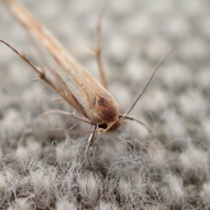 Stathmopodidae (family) at Murrumbateman, NSW - 25 Apr 2023