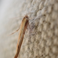 Stathmopodidae (family) at Murrumbateman, NSW - 25 Apr 2023