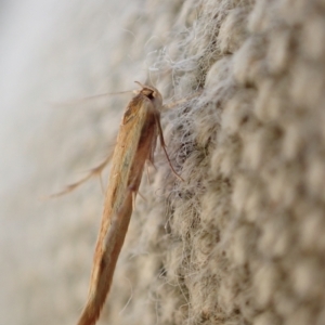 Stathmopodidae (family) at Murrumbateman, NSW - 25 Apr 2023 03:36 PM