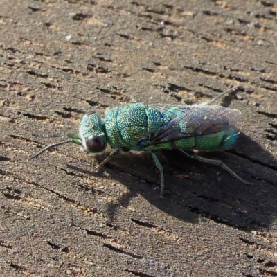 Primeuchroeus sp. (genus) (Cuckoo Wasp) at Yass River, NSW - 25 Apr 2023 by SenexRugosus